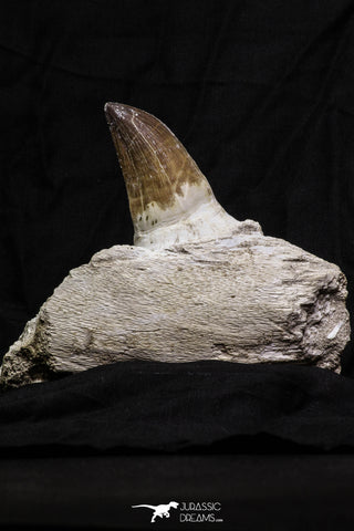 07018 - Top Huge 5.74 Inch Mosasaur (Prognathodon anceps) Tooth in Jaw Bone Cretaceous