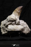 07018 - Top Huge 5.74 Inch Mosasaur (Prognathodon anceps) Tooth in Jaw Bone Cretaceous