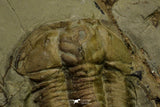 21037 - Amazing Lehua sp Lower Ordovician Trilobite Fezouata Fm