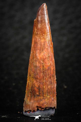 07054 - Finest Quality 1.14 Inch Pterosaur (Coloborhynchus) Tooth Cretaceous KemKem