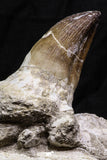 07018 - Top Huge 5.74 Inch Mosasaur (Prognathodon anceps) Tooth in Jaw Bone Cretaceous