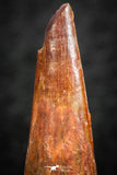 07054 - Finest Quality 1.14 Inch Pterosaur (Coloborhynchus) Tooth Cretaceous KemKem