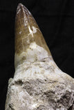 07018 - Top Huge 5.74 Inch Mosasaur (Prognathodon anceps) Tooth in Jaw Bone Cretaceous