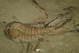 21037 - Amazing Lehua sp Lower Ordovician Trilobite Fezouata Fm