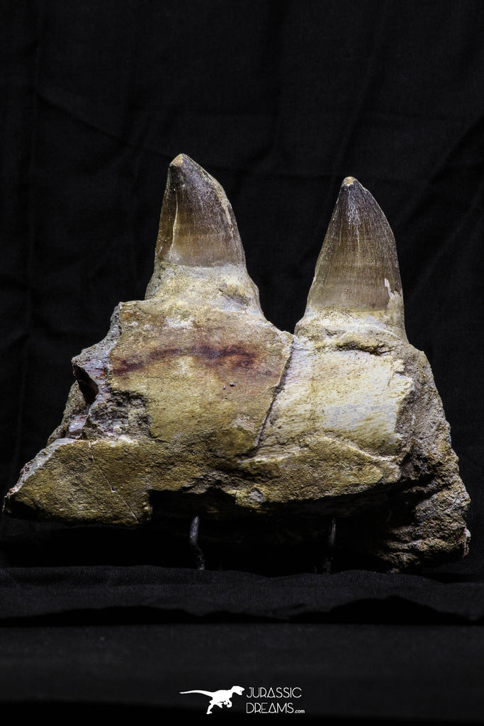 07019 - Top Huge 5.92 Inch Mosasaur (Prognathodon anceps) Partial Jaw Bone Cretaceous