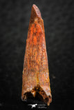 07054 - Finest Quality 1.14 Inch Pterosaur (Coloborhynchus) Tooth Cretaceous KemKem