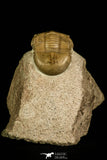 30041 - Finest Grade Rare Dysplanus centrotus Lower Ordovician Trilobite Russia