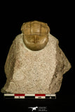 30041 - Finest Grade Rare Dysplanus centrotus Lower Ordovician Trilobite Russia