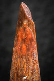 07054 - Finest Quality 1.14 Inch Pterosaur (Coloborhynchus) Tooth Cretaceous KemKem