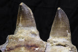 07019 - Top Huge 5.92 Inch Mosasaur (Prognathodon anceps) Partial Jaw Bone Cretaceous