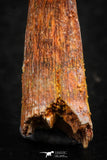 07054 - Finest Quality 1.14 Inch Pterosaur (Coloborhynchus) Tooth Cretaceous KemKem