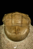 30041 - Finest Grade Rare Dysplanus centrotus Lower Ordovician Trilobite Russia