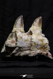 07019 - Top Huge 5.92 Inch Mosasaur (Prognathodon anceps) Partial Jaw Bone Cretaceous
