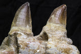 07019 - Top Huge 5.92 Inch Mosasaur (Prognathodon anceps) Partial Jaw Bone Cretaceous