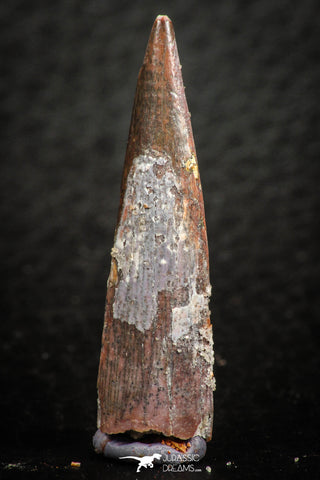07055 - Collector Grade 1.28 Inch Pterosaur (Coloborhynchus) Tooth Cretaceous KemKem