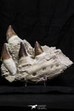 07020 - Stunning 5.98 Inch Mosasaur (Prognathodon anceps) Partial Jaw Bone Cretaceous
