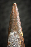 07055 - Collector Grade 1.28 Inch Pterosaur (Coloborhynchus) Tooth Cretaceous KemKem