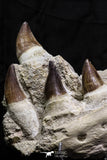 07020 - Stunning 5.98 Inch Mosasaur (Prognathodon anceps) Partial Jaw Bone Cretaceous
