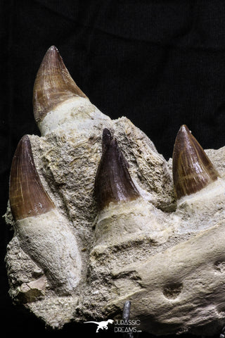 07020 - Stunning 5.98 Inch Mosasaur (Prognathodon anceps) Partial Jaw Bone Cretaceous