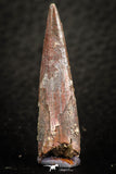 07055 - Collector Grade 1.28 Inch Pterosaur (Coloborhynchus) Tooth Cretaceous KemKem