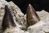 07020 - Stunning 5.98 Inch Mosasaur (Prognathodon anceps) Partial Jaw Bone Cretaceous