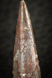 07055 - Collector Grade 1.28 Inch Pterosaur (Coloborhynchus) Tooth Cretaceous KemKem