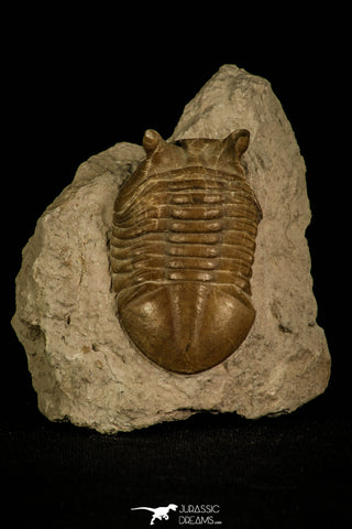 30042 - Nicely Preserved Asaphus punctatus Middle Ordovician Trilobite Russia