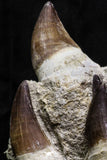 07020 - Stunning 5.98 Inch Mosasaur (Prognathodon anceps) Partial Jaw Bone Cretaceous