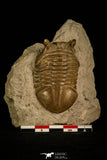 30042 - Nicely Preserved Asaphus punctatus Middle Ordovician Trilobite Russia