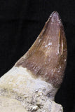 07020 - Stunning 5.98 Inch Mosasaur (Prognathodon anceps) Partial Jaw Bone Cretaceous