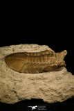30042 - Nicely Preserved Asaphus punctatus Middle Ordovician Trilobite Russia