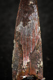 07055 - Collector Grade 1.28 Inch Pterosaur (Coloborhynchus) Tooth Cretaceous KemKem