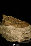 30042 - Nicely Preserved Asaphus punctatus Middle Ordovician Trilobite Russia