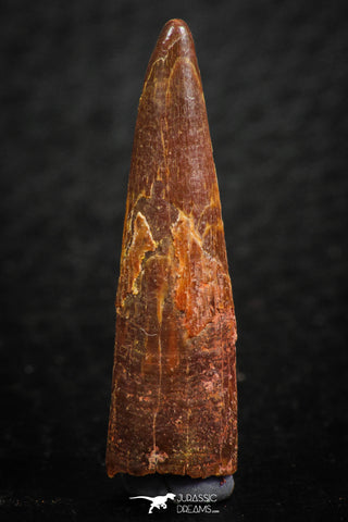 07056 - Top Quality 1.15 Inch Pterosaur (Coloborhynchus) Tooth Cretaceous KemKem