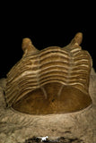 30042 - Nicely Preserved Asaphus punctatus Middle Ordovician Trilobite Russia
