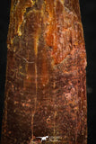 07056 - Top Quality 1.15 Inch Pterosaur (Coloborhynchus) Tooth Cretaceous KemKem