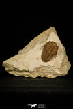 30043 - Top Rare Prochasmops praecurrens Middle Ordovician Trilobite Russia