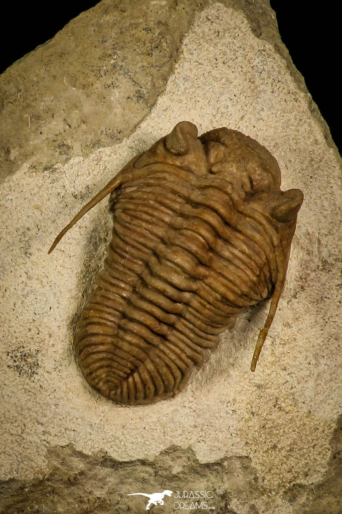 30043 - Top Rare Prochasmops praecurrens Middle Ordovician Trilobite Russia