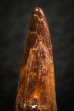 07056 - Top Quality 1.15 Inch Pterosaur (Coloborhynchus) Tooth Cretaceous KemKem