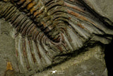 21039 - Amazing Lehua sp Lower Ordovician Trilobite Fezouata Fm
