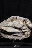 07021 - Nice Rare 5.77 Inch Eremiasaurus heterodontus (Mosasaur) Partial Maxillary Cretaceous