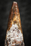 07057 - Beautiful 0.98 Inch Pterosaur (Coloborhynchus) Tooth Cretaceous KemKem