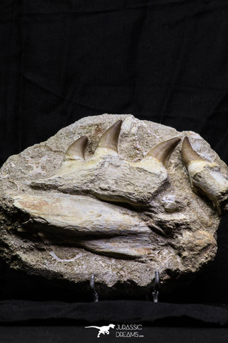 07021 - Nice Rare 5.77 Inch Eremiasaurus heterodontus (Mosasaur) Partial Maxillary Cretaceous
