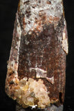 07057 - Beautiful 0.98 Inch Pterosaur (Coloborhynchus) Tooth Cretaceous KemKem