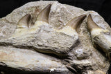 07021 - Nice Rare 5.77 Inch Eremiasaurus heterodontus (Mosasaur) Partial Maxillary Cretaceous