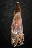 07057 - Beautiful 0.98 Inch Pterosaur (Coloborhynchus) Tooth Cretaceous KemKem