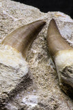 07021 - Nice Rare 5.77 Inch Eremiasaurus heterodontus (Mosasaur) Partial Maxillary Cretaceous