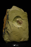 21040 - Amazing Lehua sp Lower Ordovician Trilobite Fezouata Fm