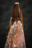 07057 - Beautiful 0.98 Inch Pterosaur (Coloborhynchus) Tooth Cretaceous KemKem