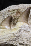 07021 - Nice Rare 5.77 Inch Eremiasaurus heterodontus (Mosasaur) Partial Maxillary Cretaceous